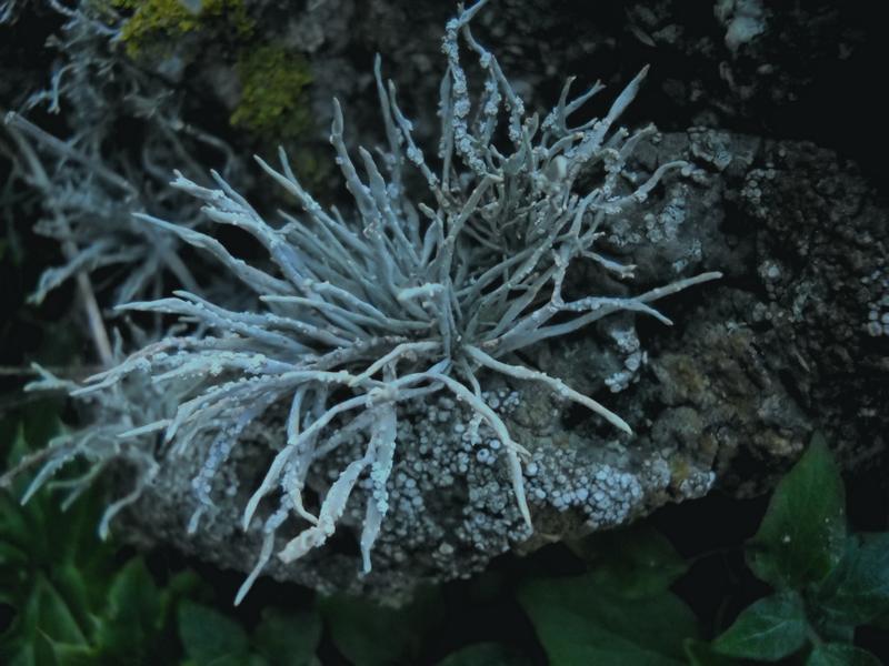 Roccella phycopsis - .. su ginepro...